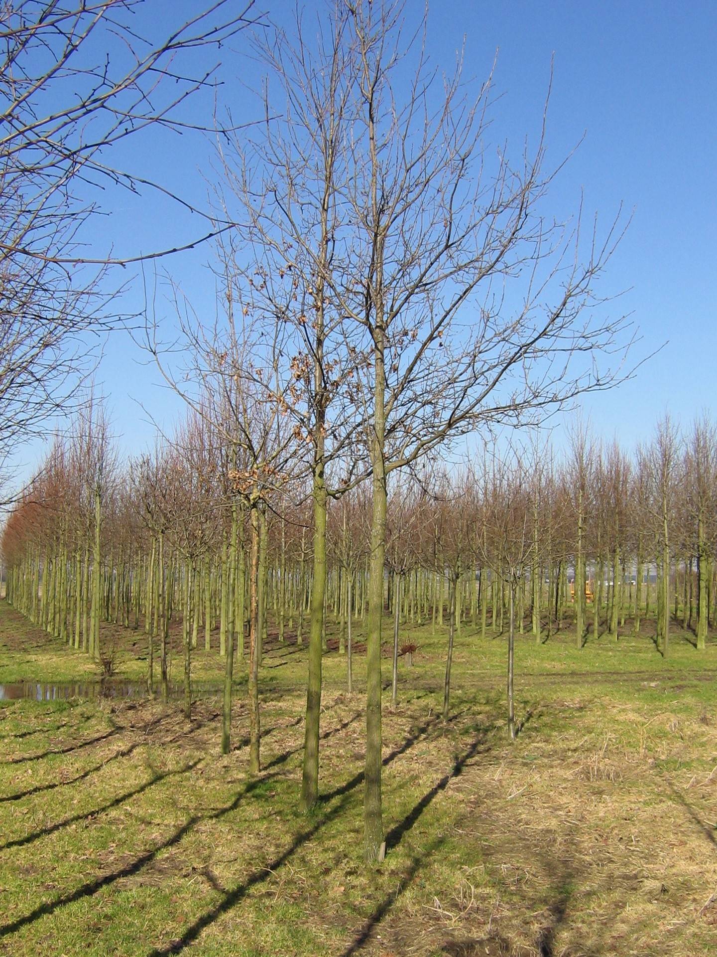 Quercus petraea_02